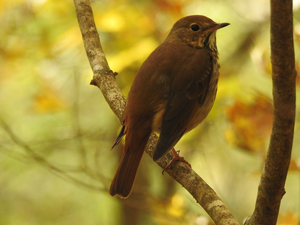 eremittskogtrost - ML644897839