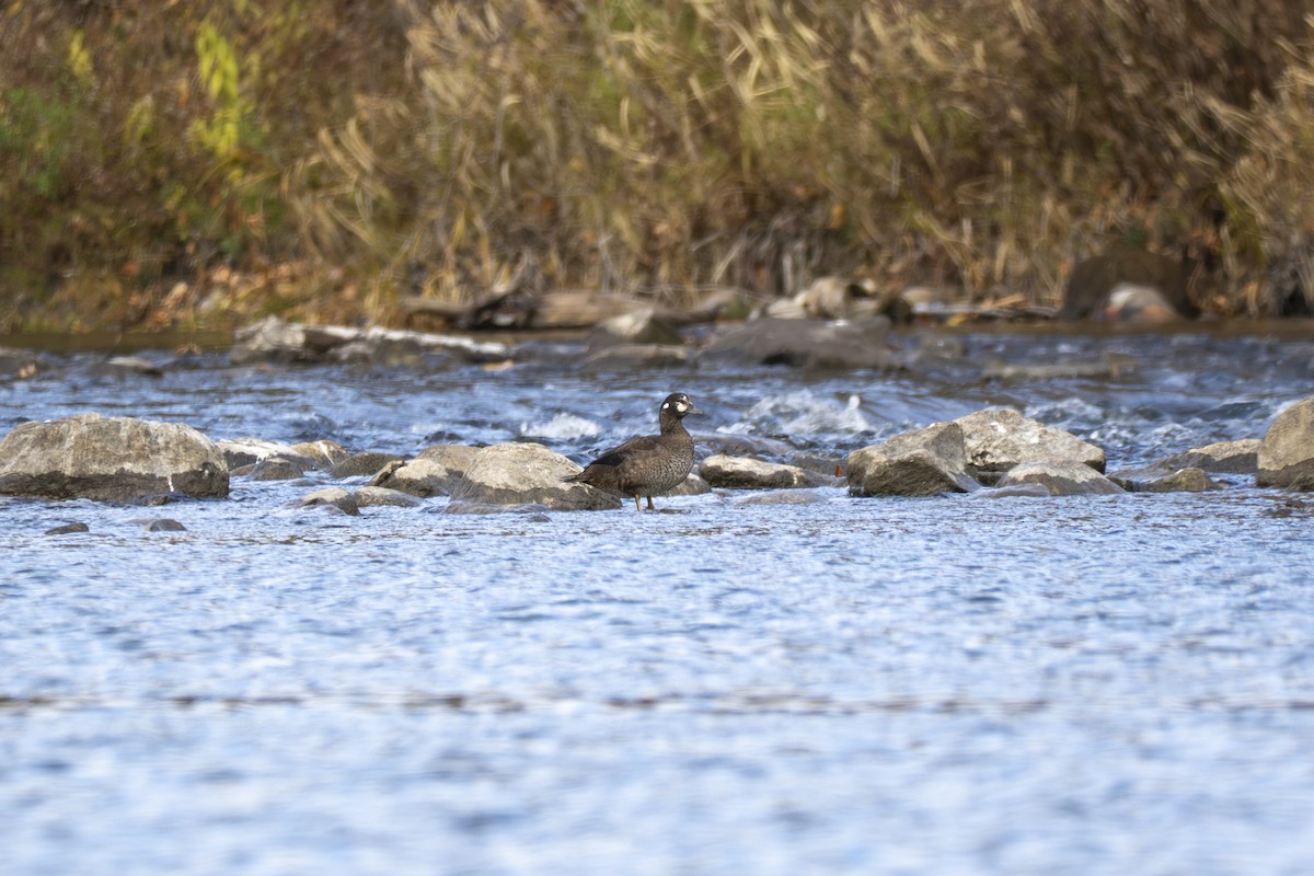 Harlequin Duck - ML644897851