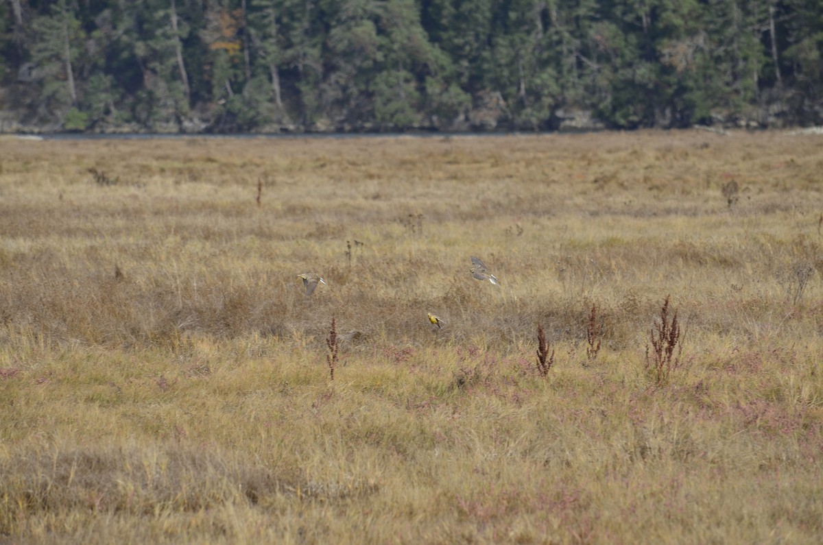 Western Meadowlark - ML644897852