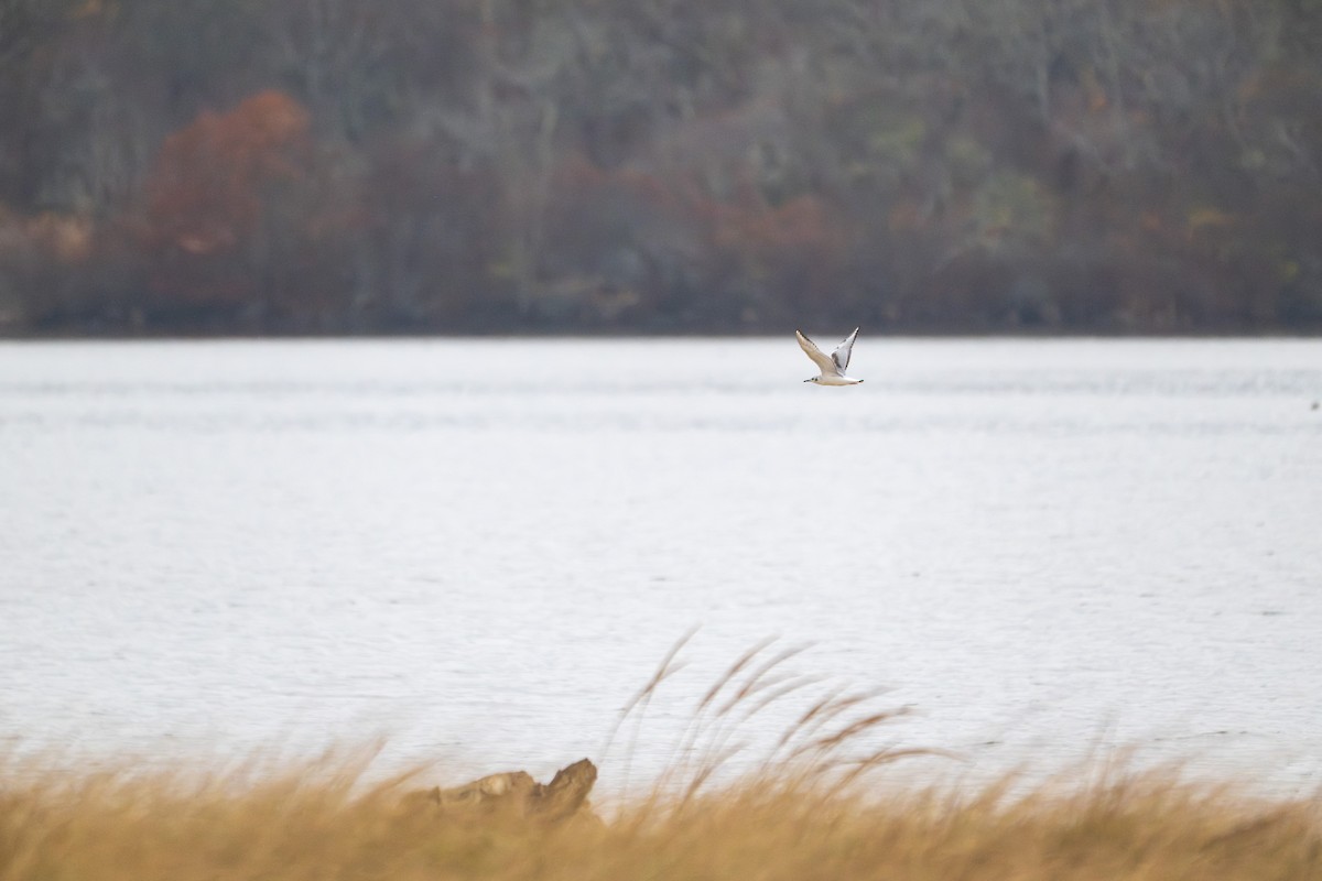 Bonaparte's Gull - ML644897853