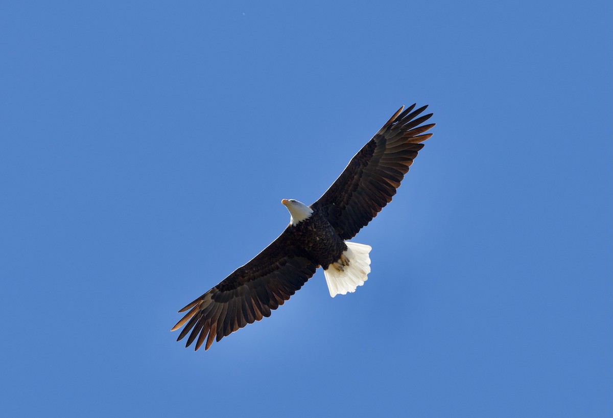 Bald Eagle - ML644897861