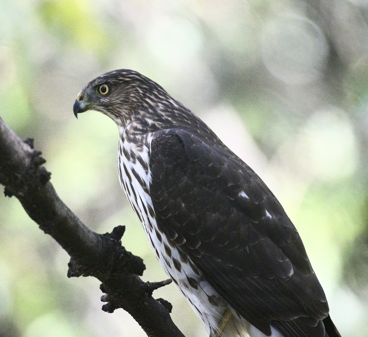 Cooper's Hawk - ML644897870