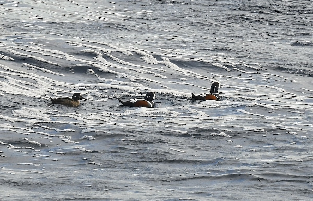 Harlequin Duck - ML644897873
