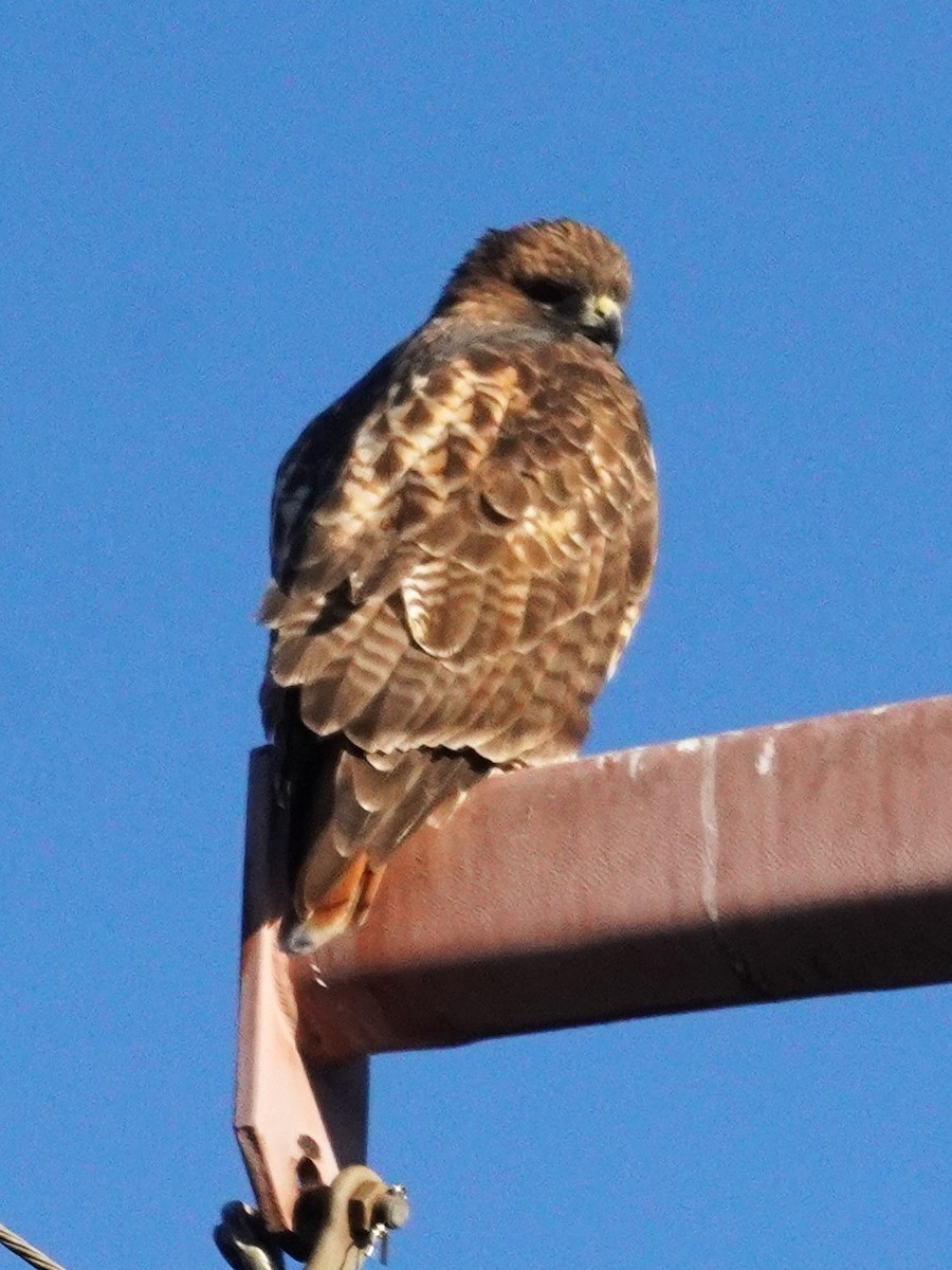 Buse à queue rousse - ML644897874