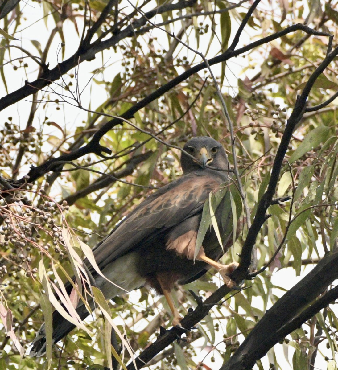 Harris's Hawk - ML644897877