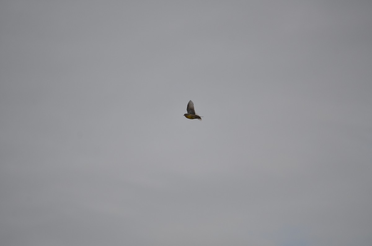 Western Meadowlark - ML644897882