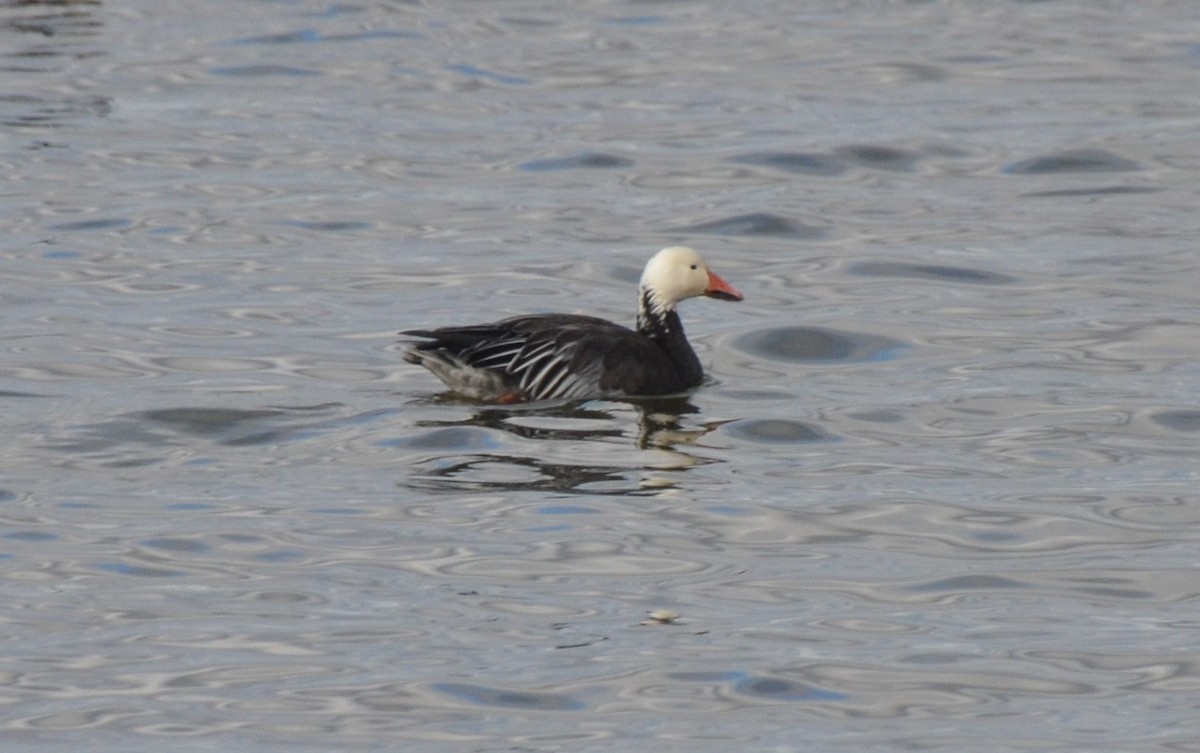 Oca delle nevi - ML644897891