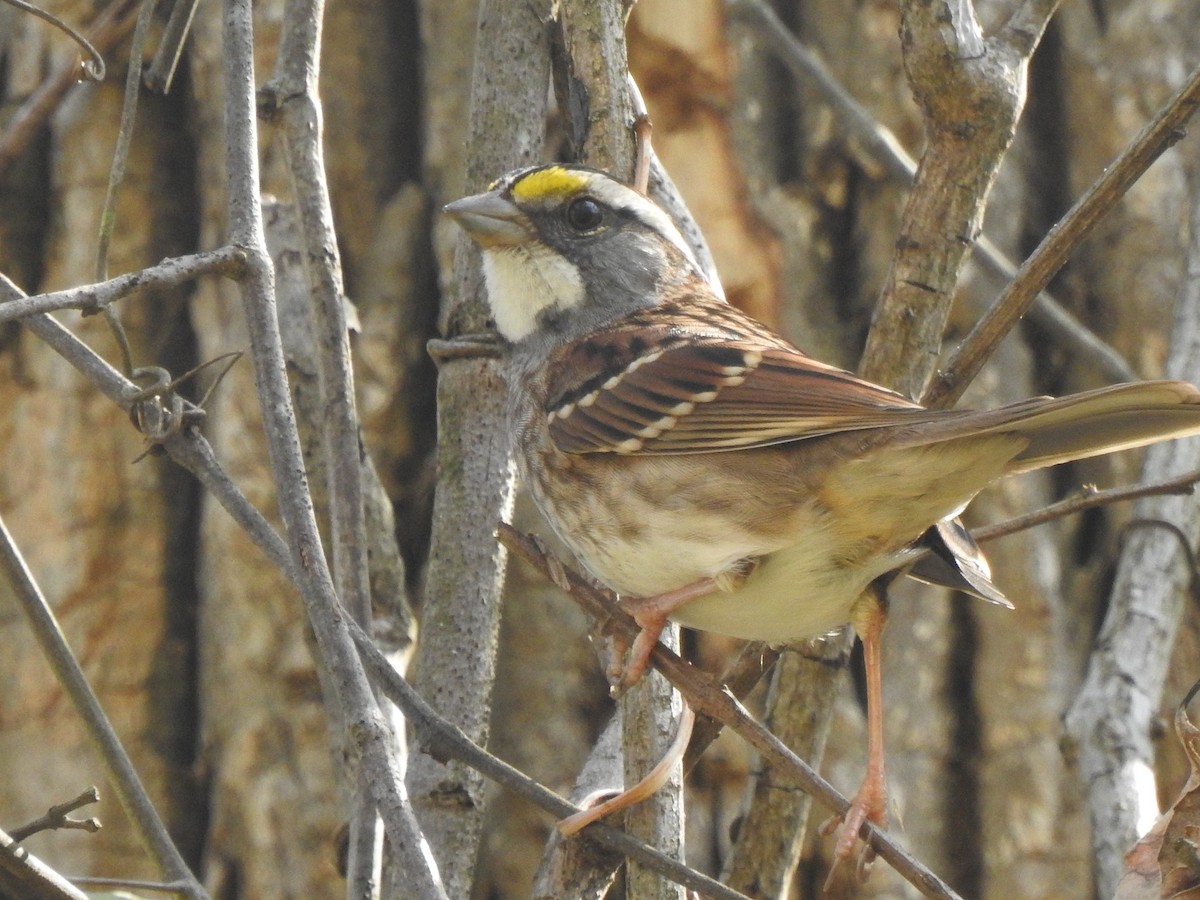 hvitstrupespurv - ML644897915