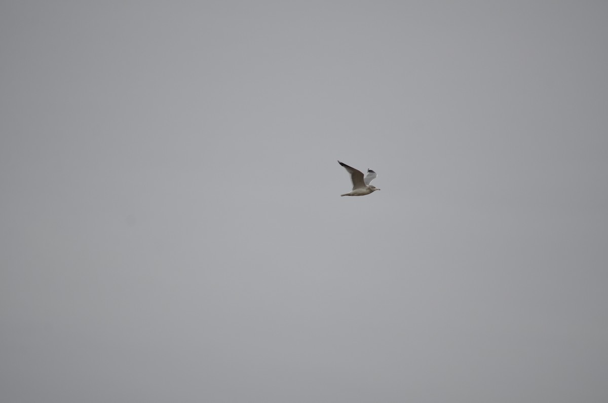 California Gull - ML644897920