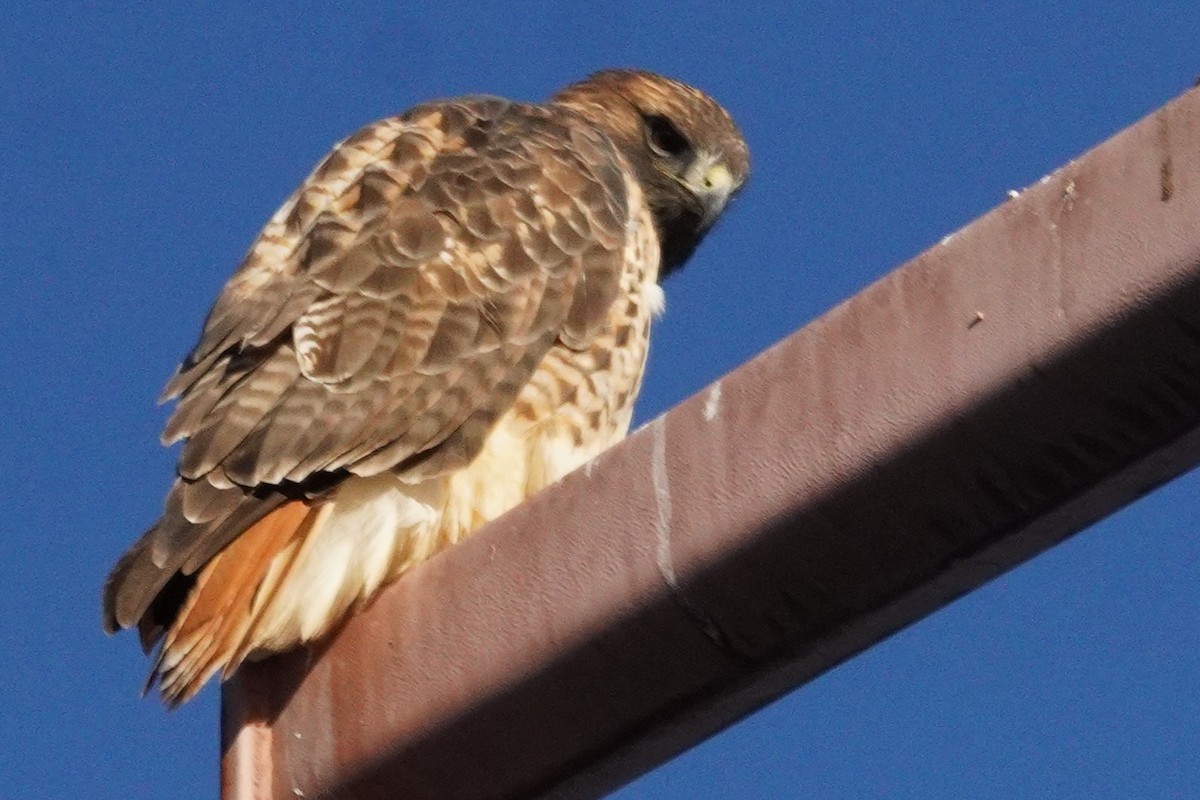 Buse à queue rousse - ML644897939