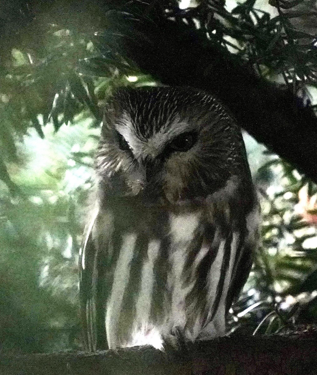 Northern Saw-whet Owl - ML644897950