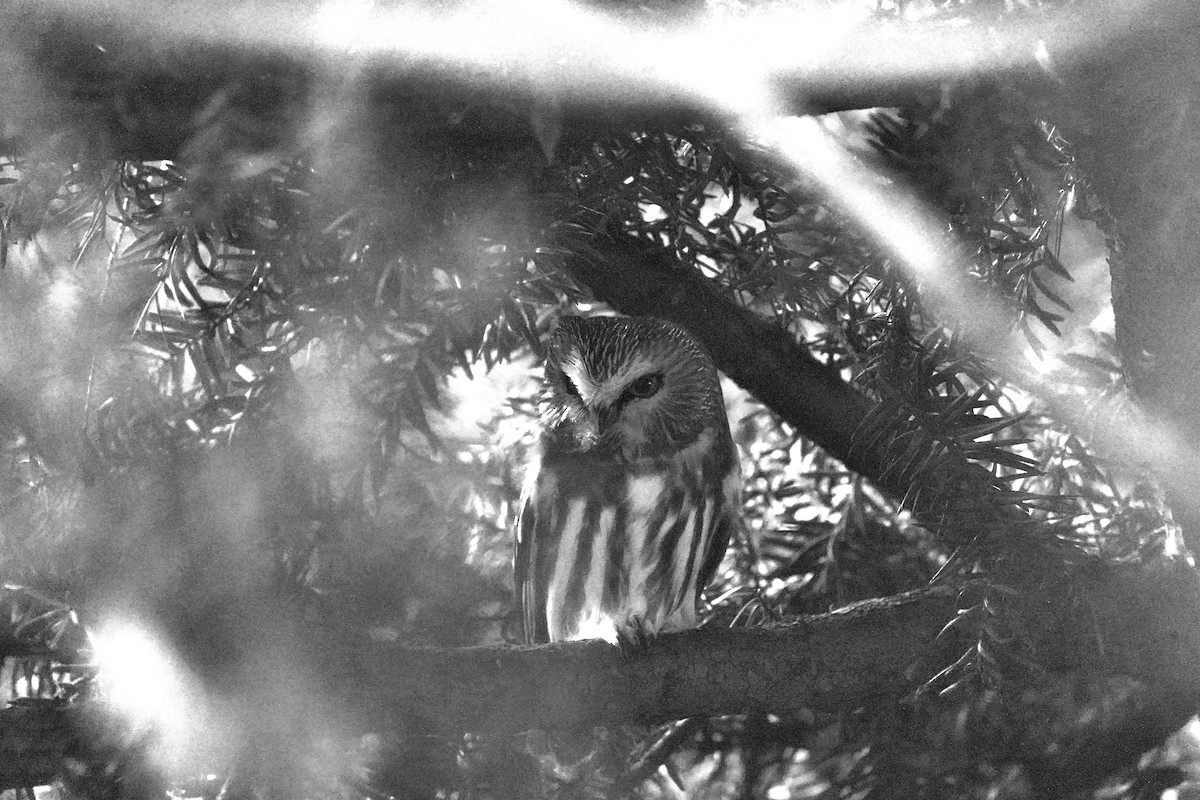 Northern Saw-whet Owl - ML644897951