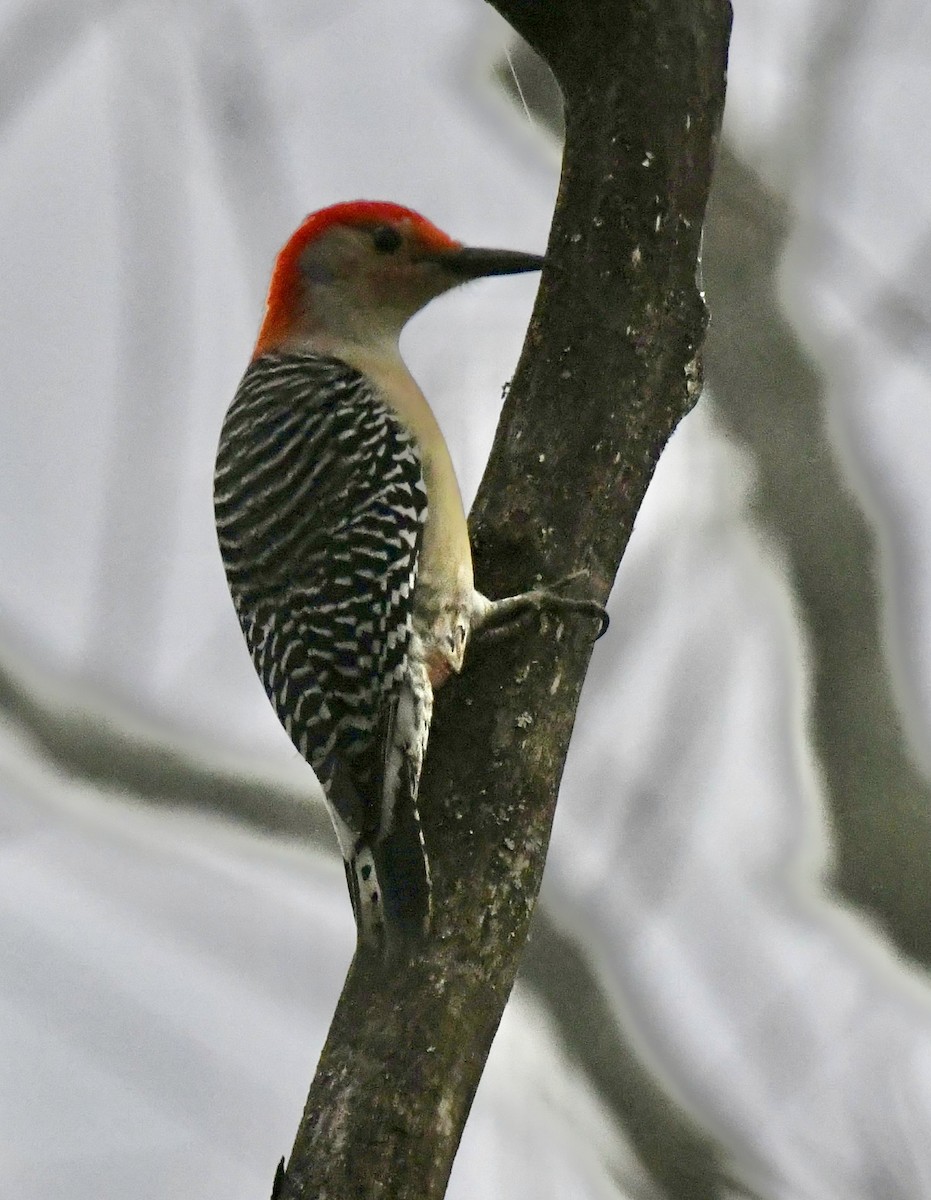 Carpintero de Carolina - ML644897956