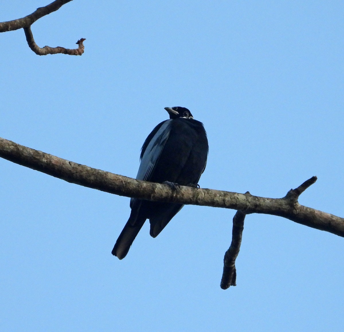 Bare-necked Fruitcrow - ML644897958