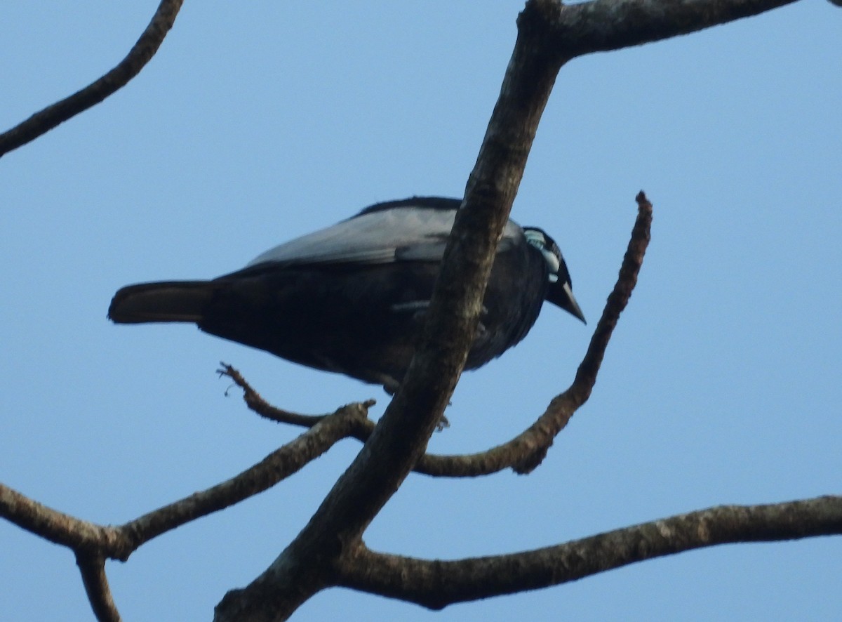 Bare-necked Fruitcrow - ML644897960