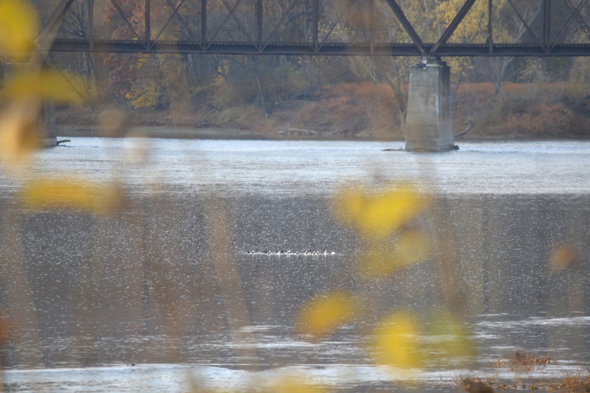Bufflehead - ML644897974