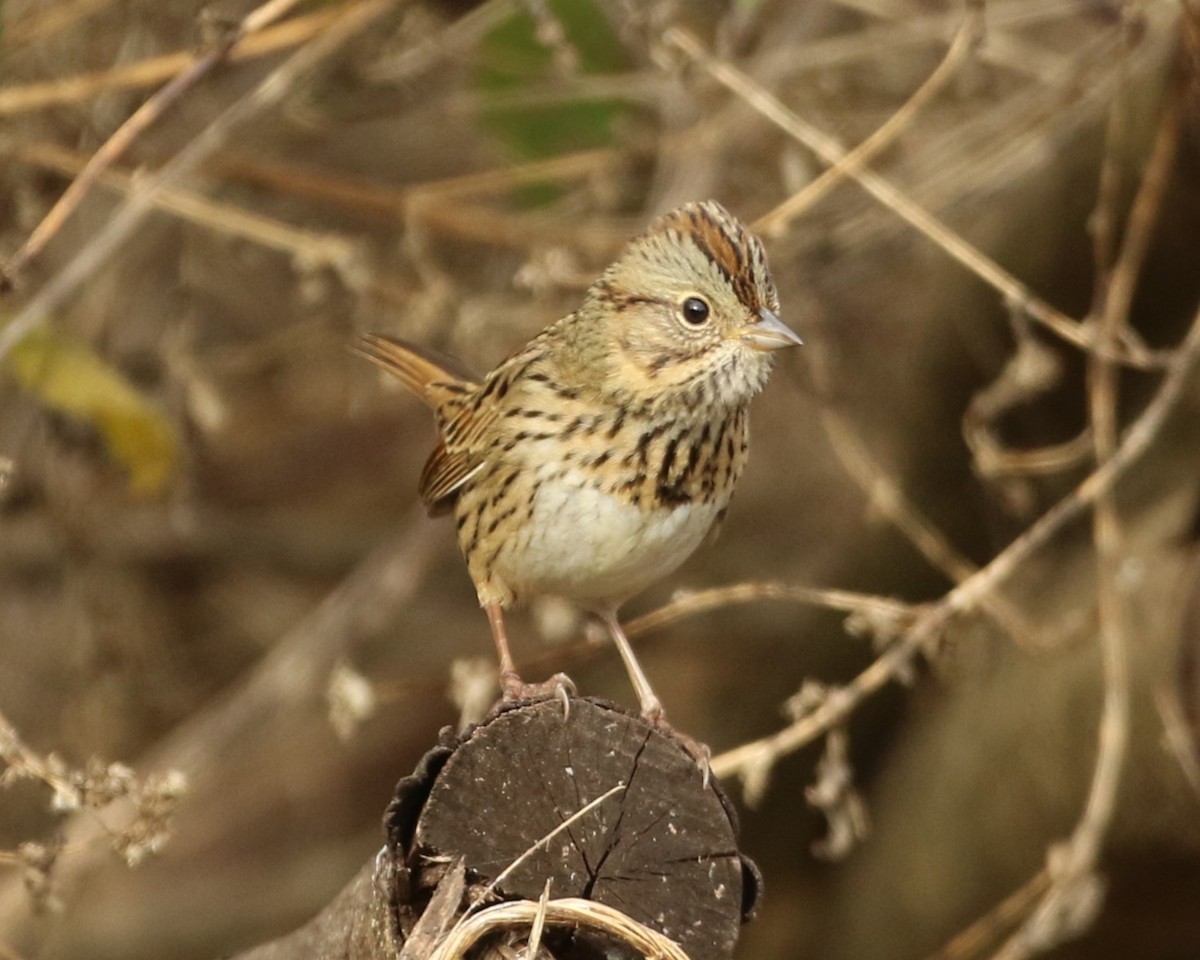 Lincoln's Sparrow - ML644897975