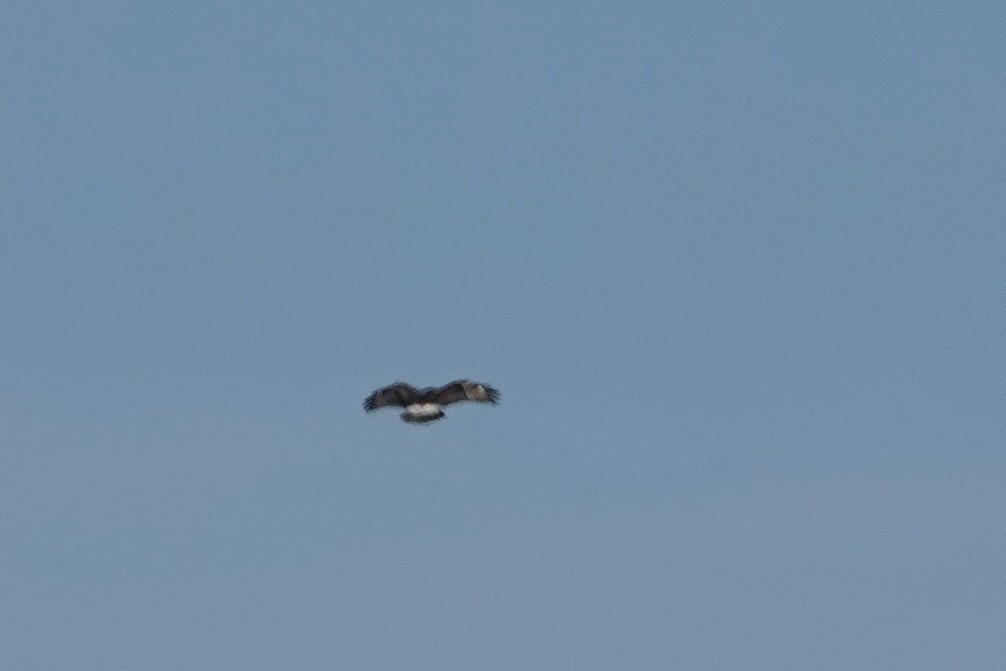 Rough-legged Hawk - ML644897989