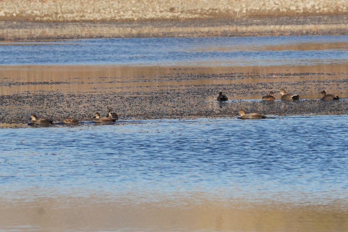 Canard chipeau - ML644897992