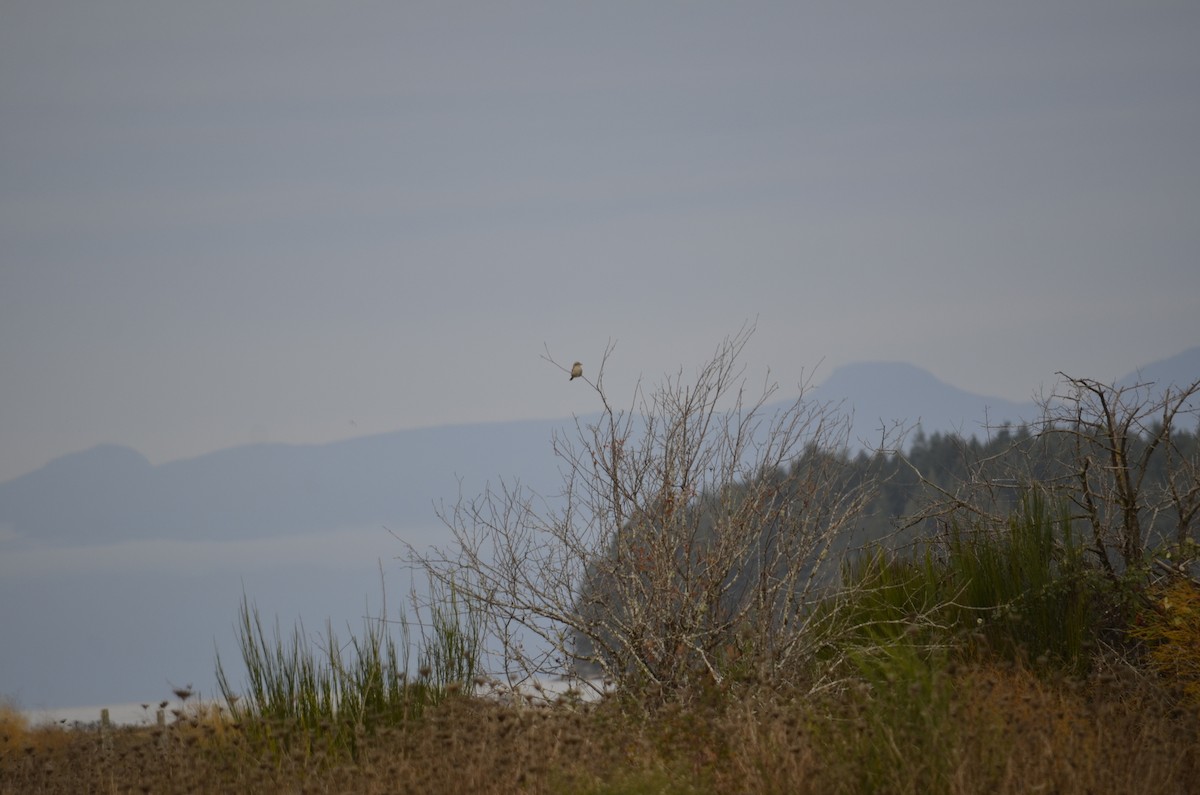 ťuhýk severní - ML644897993