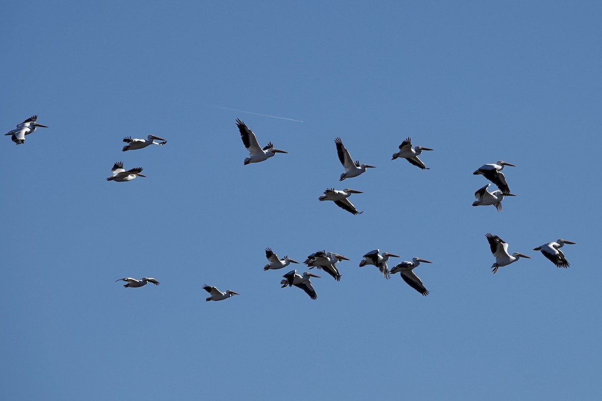 American White Pelican - ML644897994