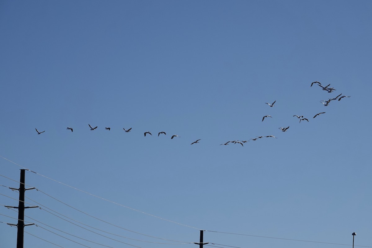 American White Pelican - ML644897995