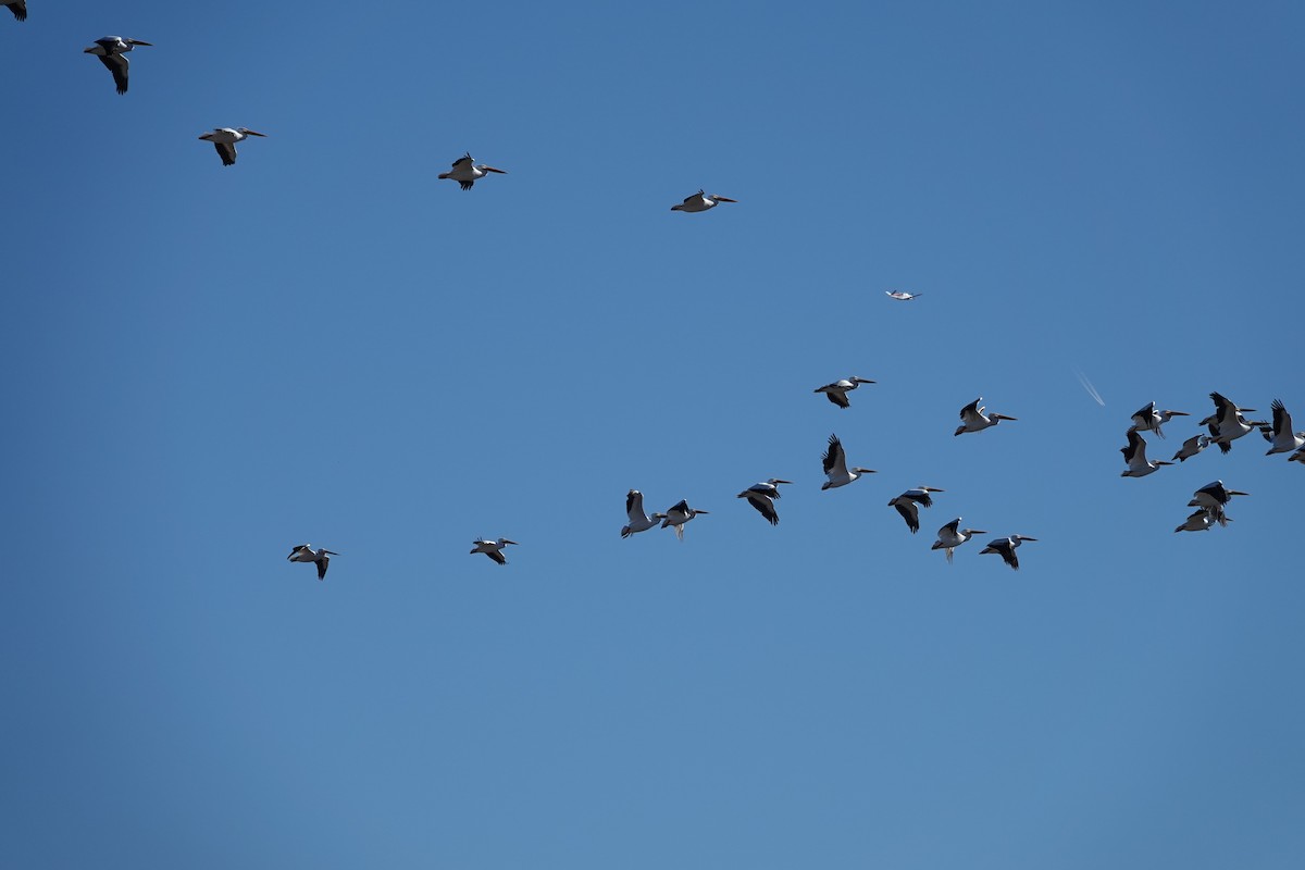 American White Pelican - ML644897996