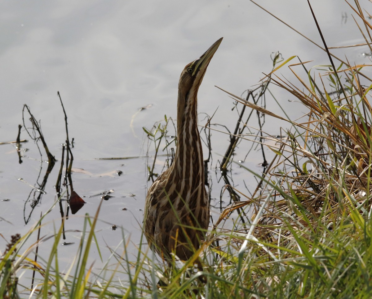 American Bittern - ML644897998