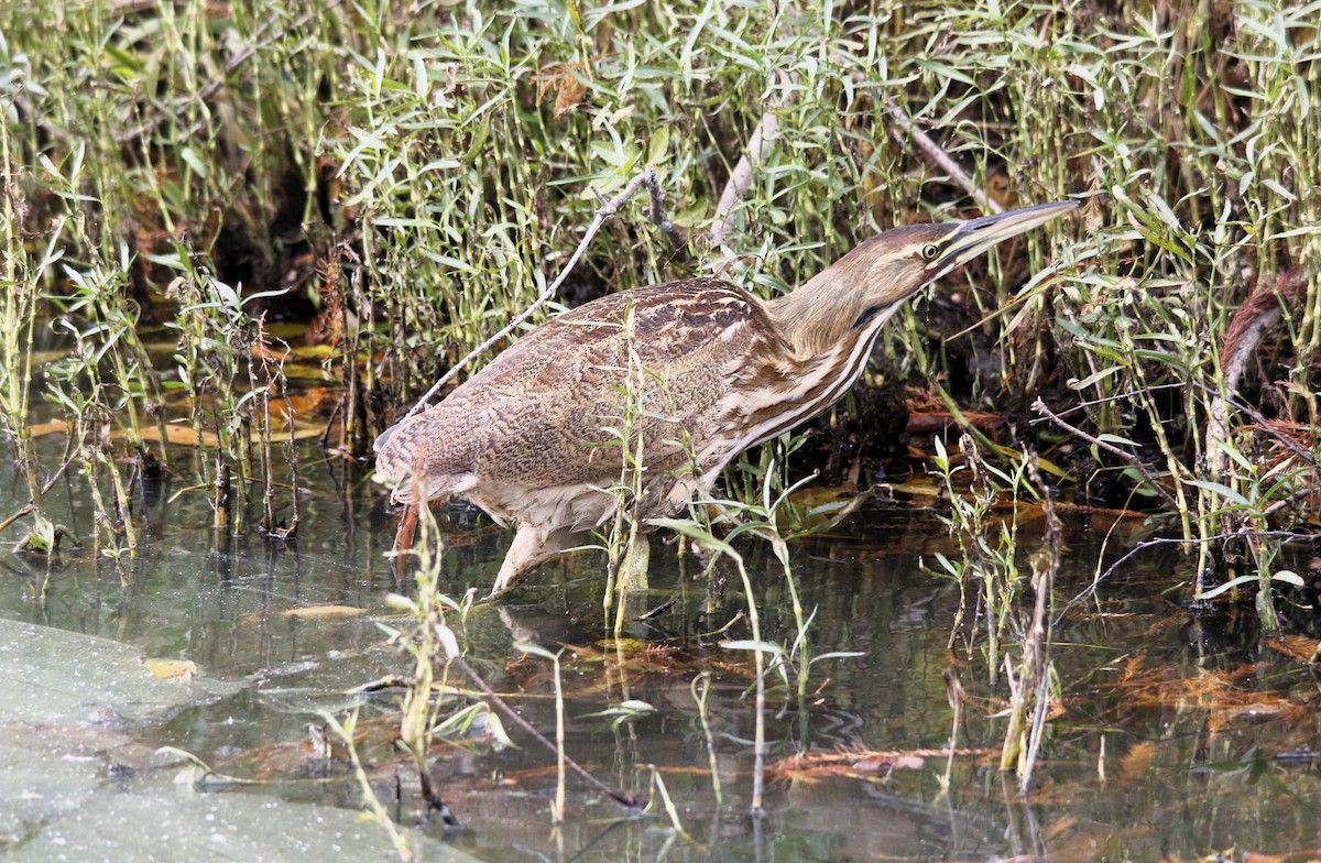 American Bittern - ML644898001