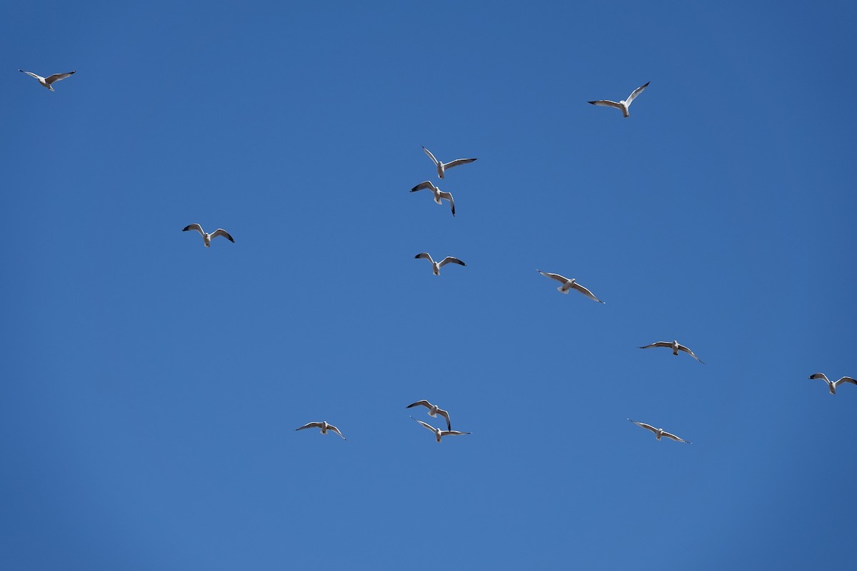 Ring-billed Gull - ML644898004