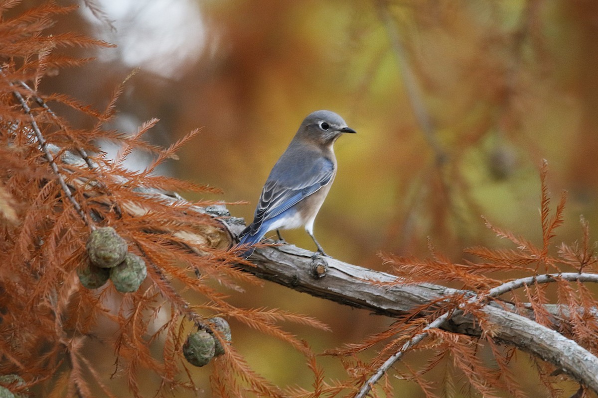Eastern Bluebird - ML644898005