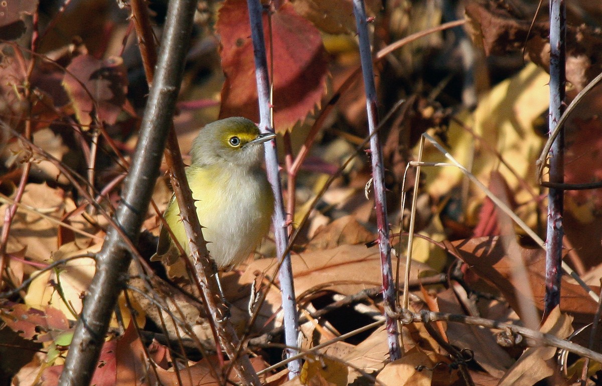 White-eyed Vireo - ML644898007