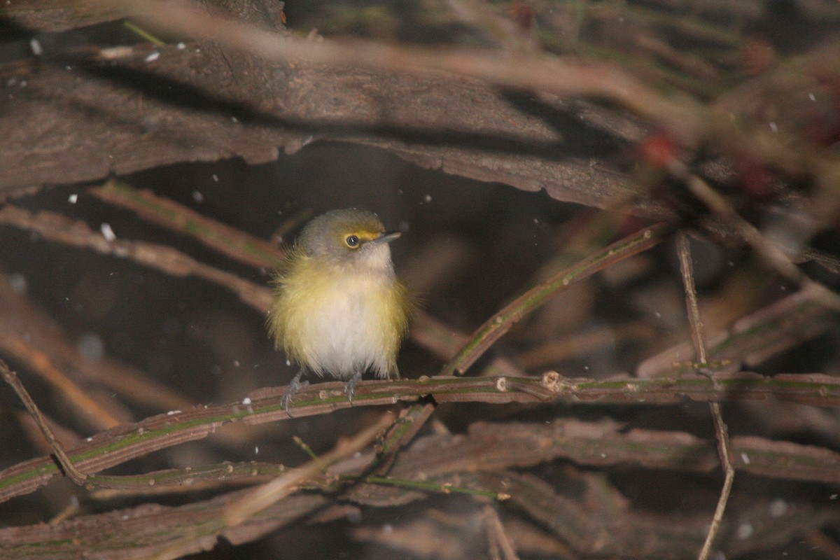 White-eyed Vireo - ML644898008