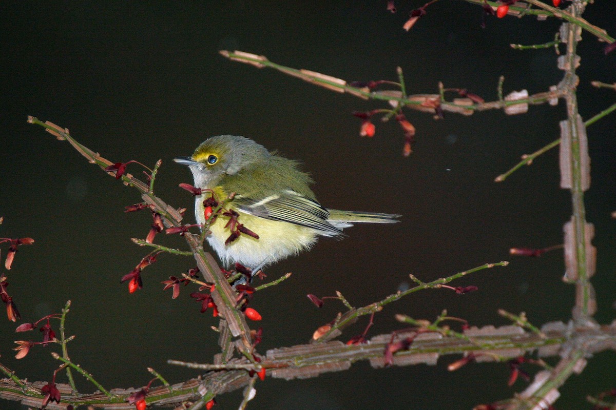 White-eyed Vireo - ML644898009