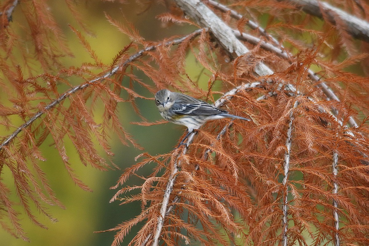 Yellow-rumped Warbler - ML644898011