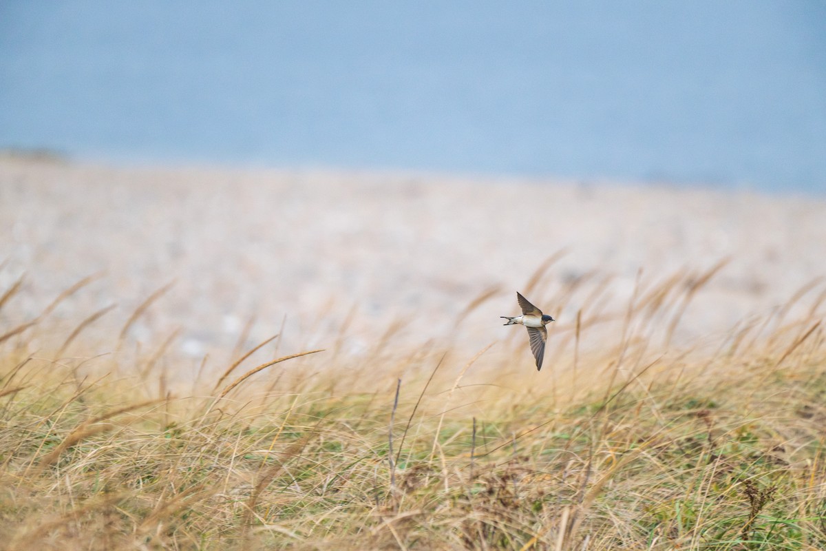 Barn Swallow - ML644898027