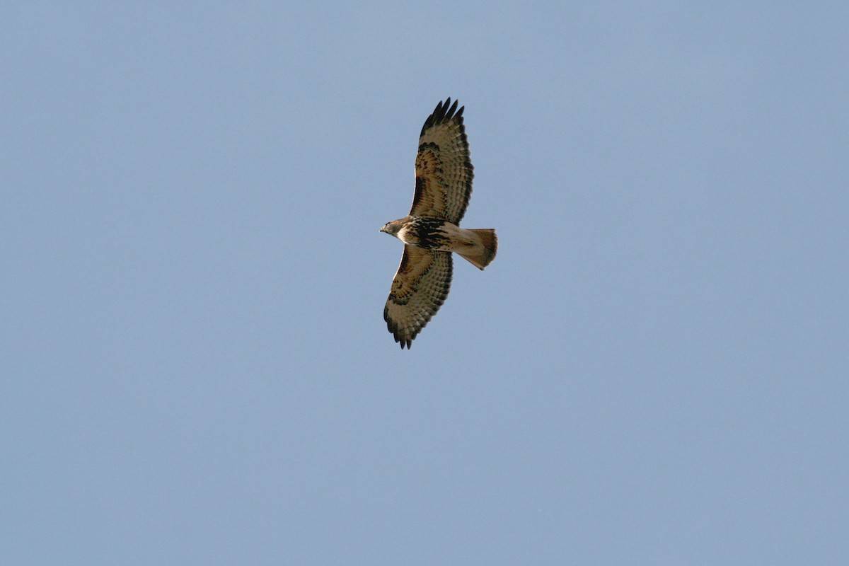 Red-tailed Hawk - ML644898028