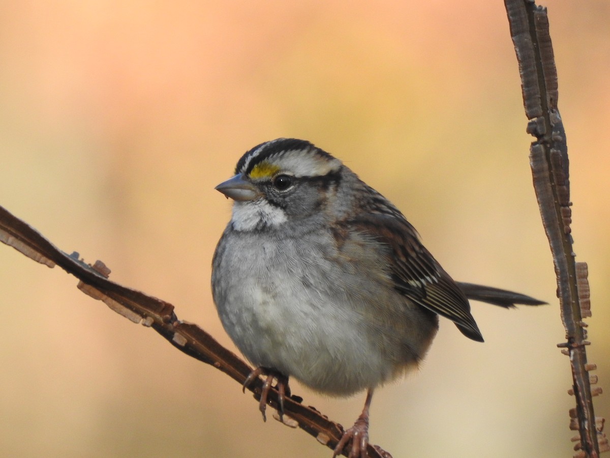 White-throated Sparrow - ML644898030