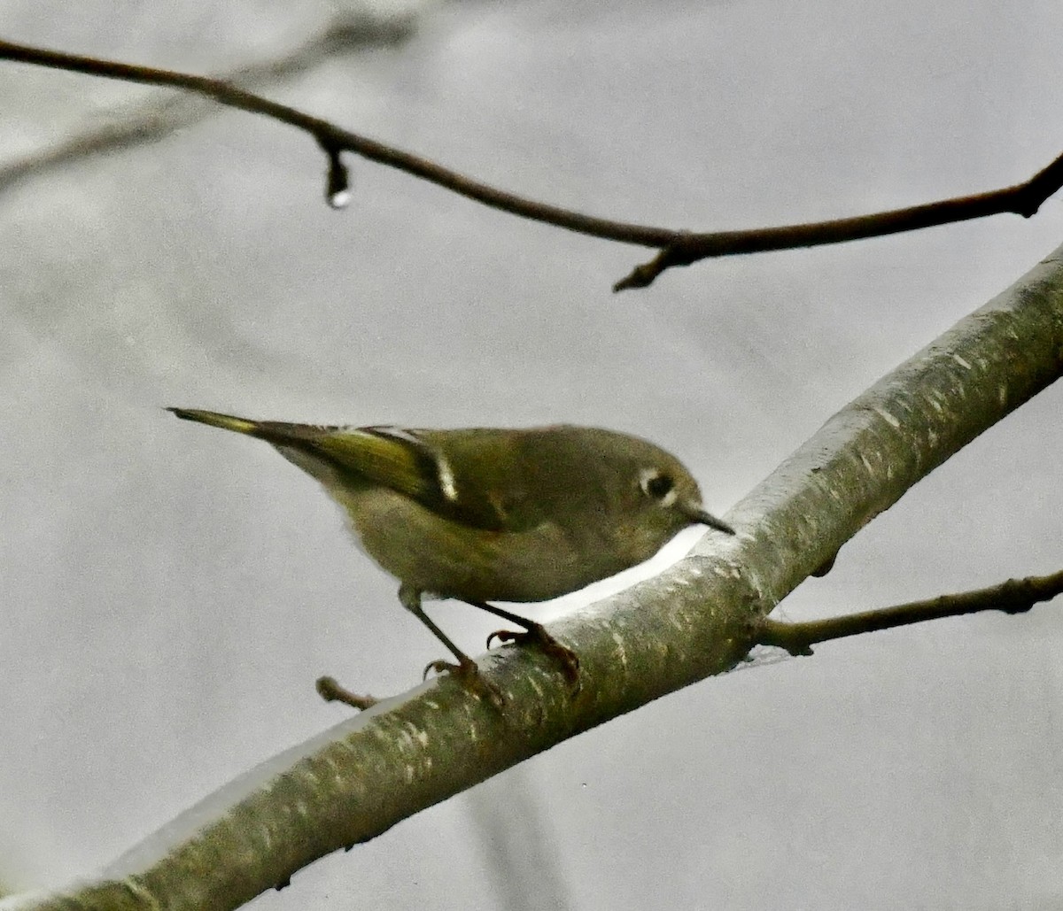 Ruby-crowned Kinglet - ML644898035