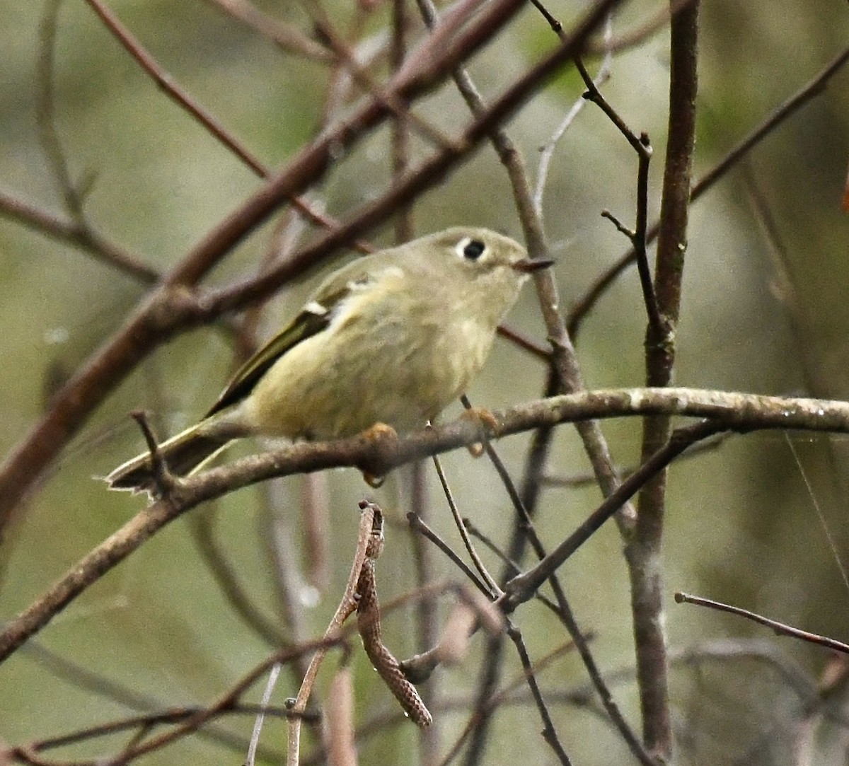 Ruby-crowned Kinglet - ML644898036