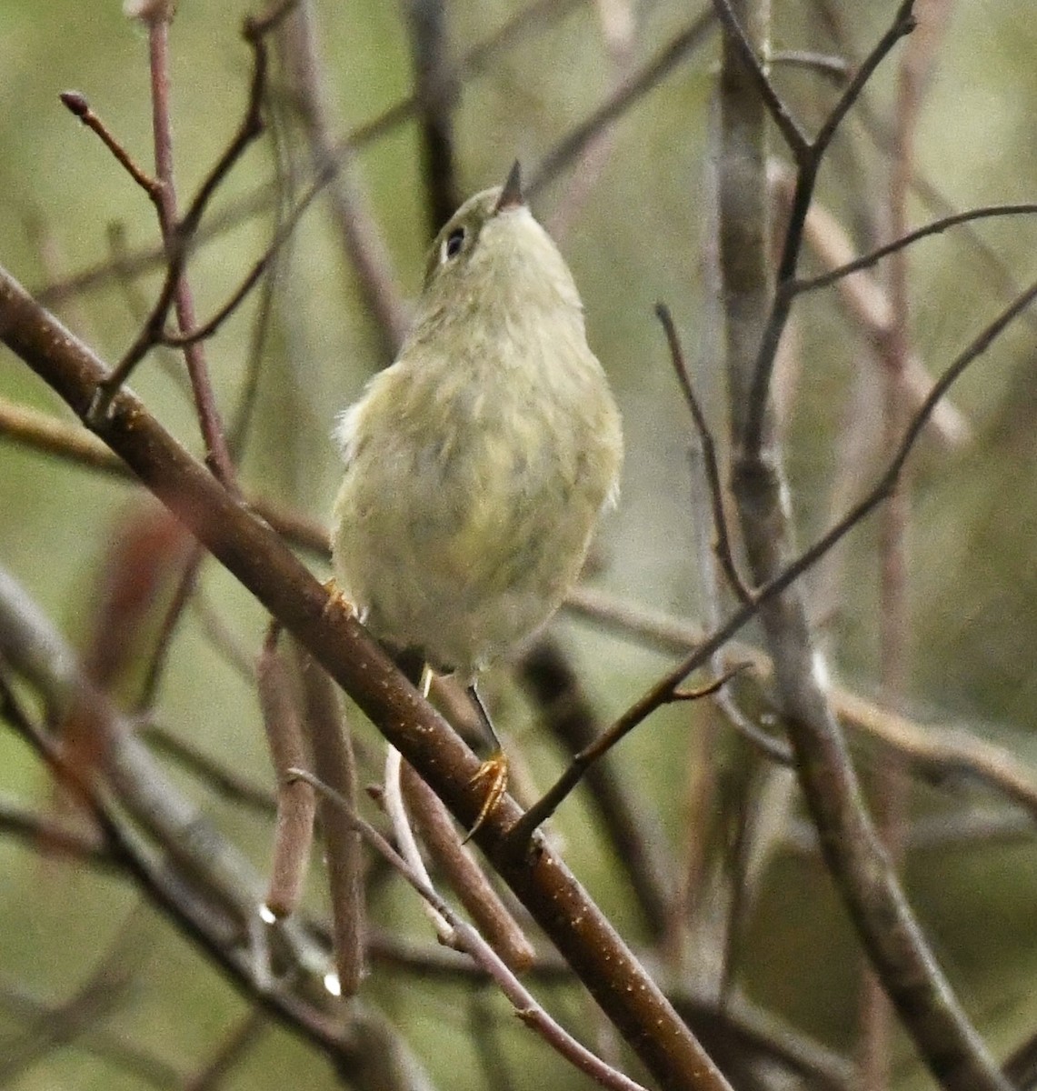 Ruby-crowned Kinglet - ML644898037