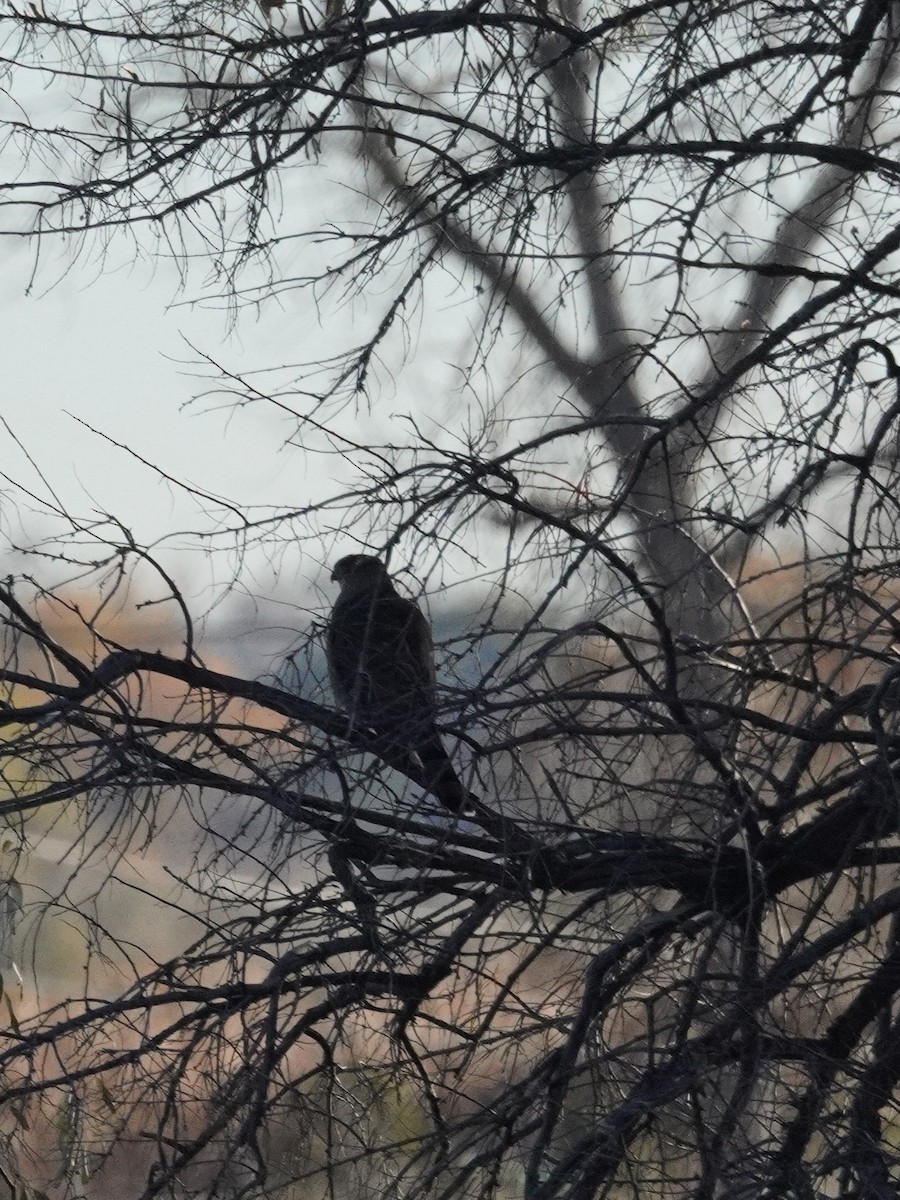 Épervier de Cooper - ML644898039