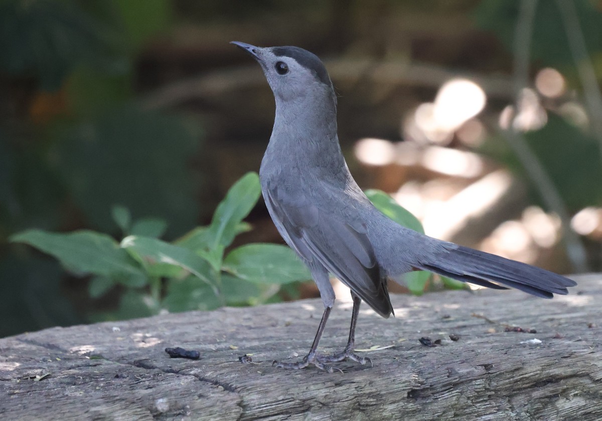 Пересмішник сірий - ML644898041