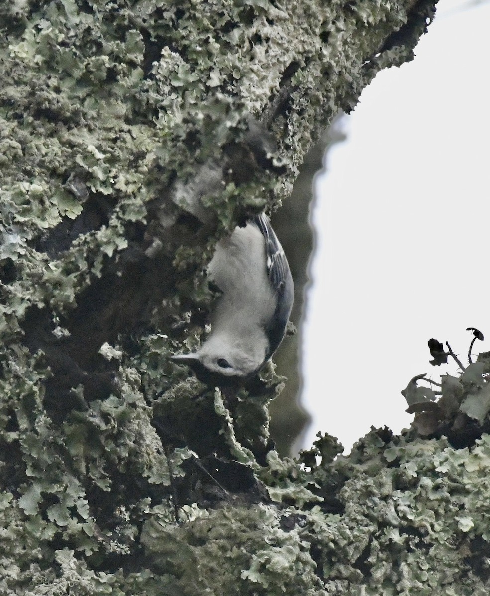 Weißbrustkleiber (carolinensis) - ML644898044