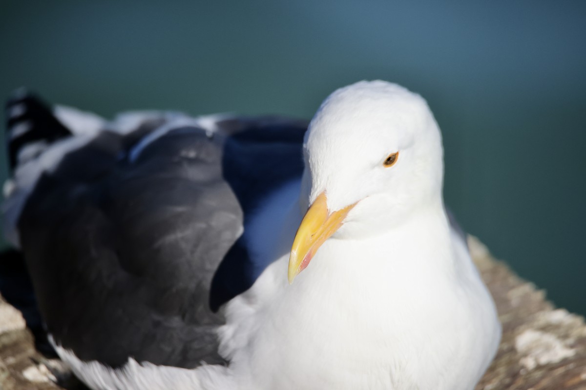 Western Gull - ML644898050