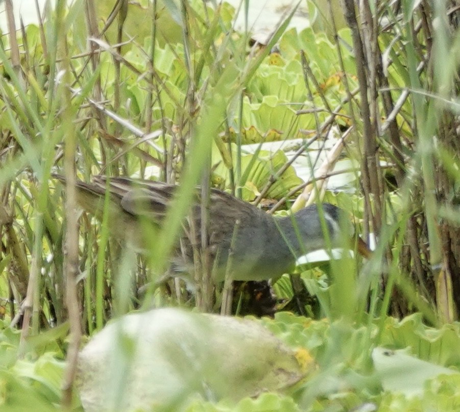 chřástal popelavý - ML644898082