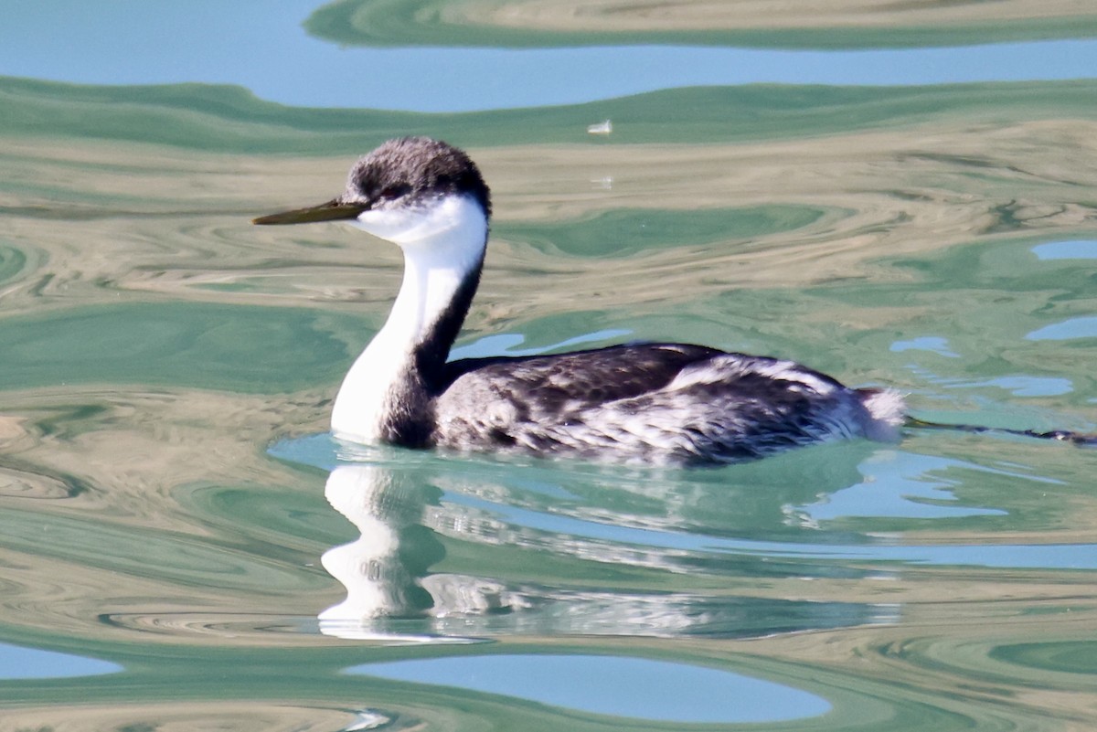 Western Grebe - ML644898086