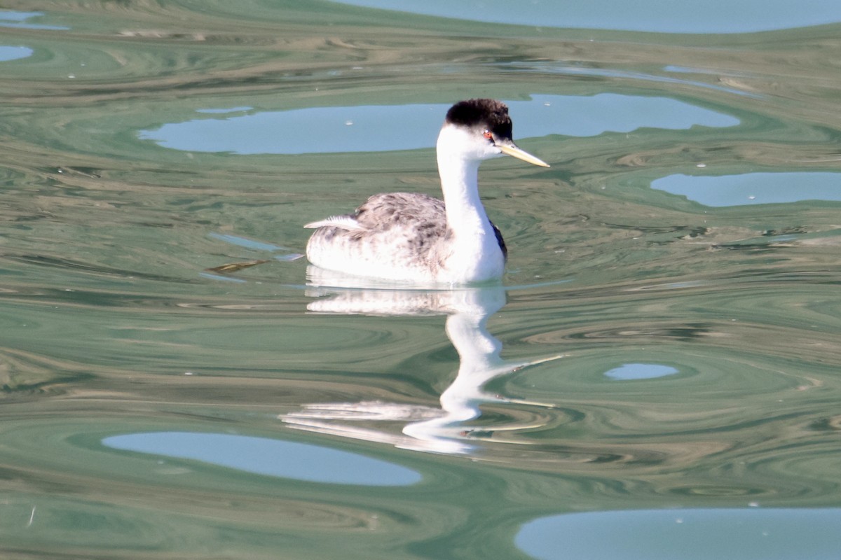 Western Grebe - ML644898087