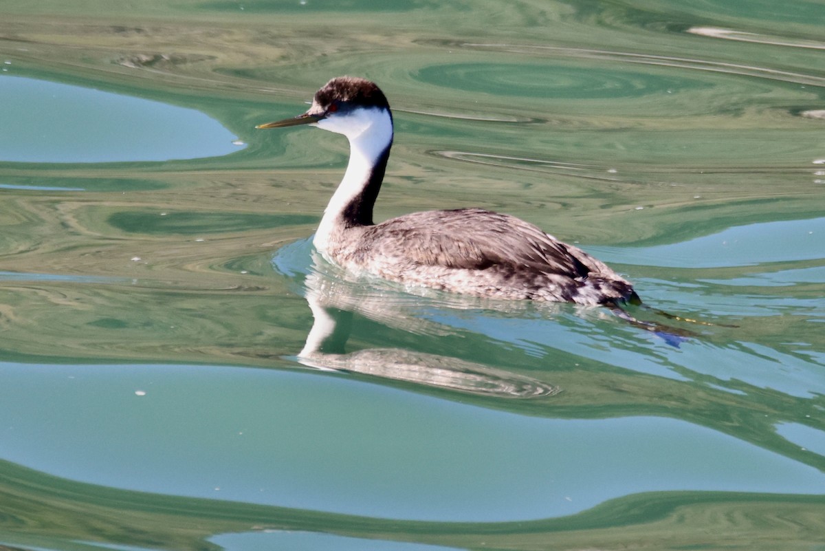 Western Grebe - ML644898088
