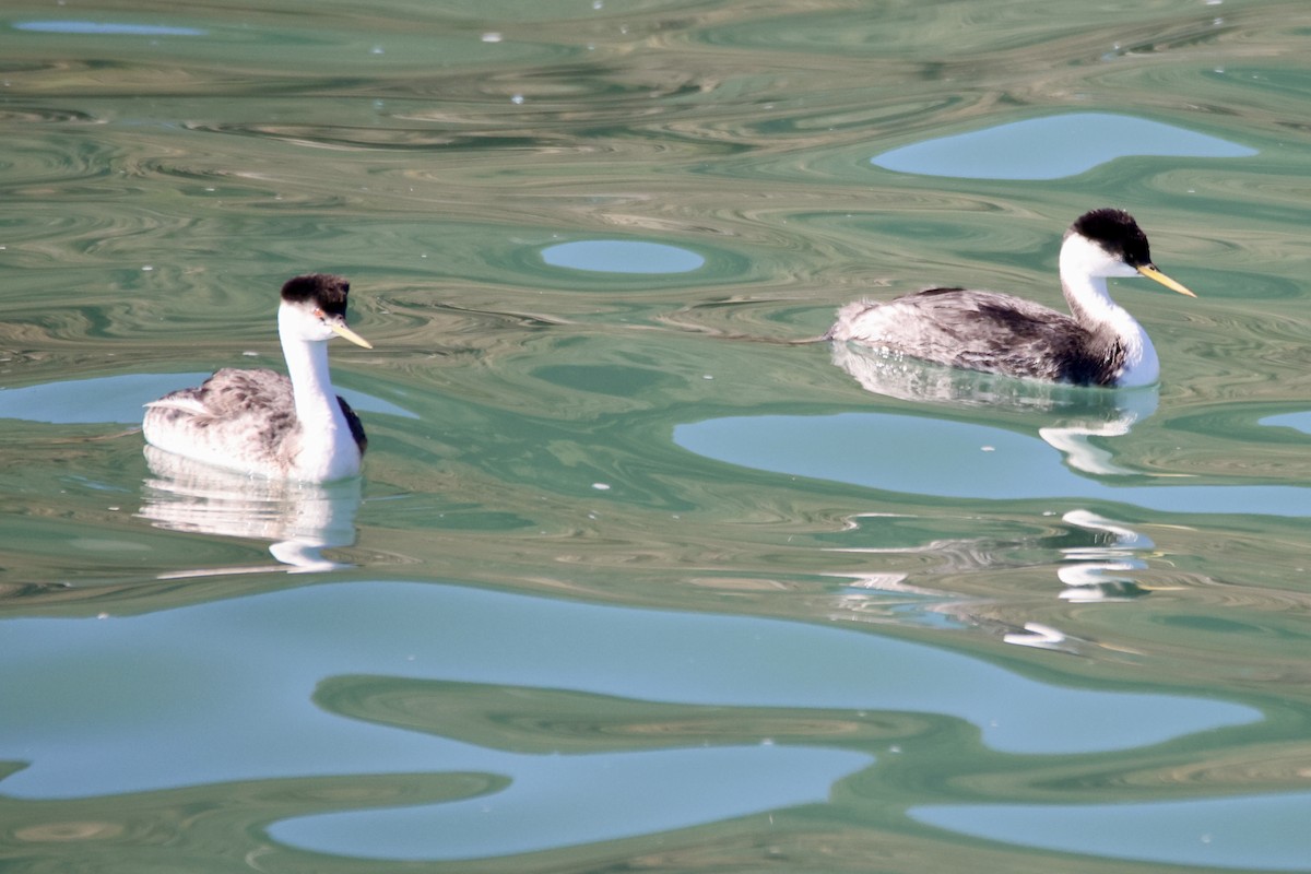 Western Grebe - ML644898089